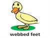 Final T Webbed Feet Dnt Image